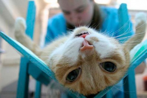 На якому віці вам потрібно стерилізувати кішки? На якому віці вам потрібно стерилізувати кішки?